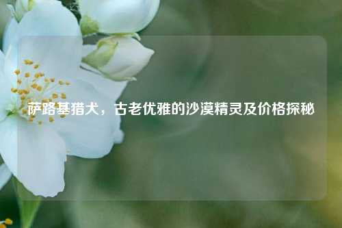 萨路基猎犬，古老优雅的沙漠精灵及价格探秘