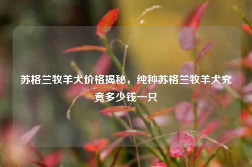 苏格兰牧羊犬价格揭秘，纯种苏格兰牧羊犬究竟多少钱一只