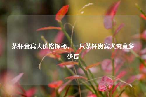 茶杯贵宾犬价格探秘，一只茶杯贵宾犬究竟多少钱