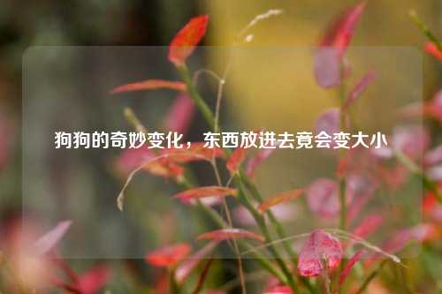 狗狗的奇妙变化,东西放进去竟会变大小