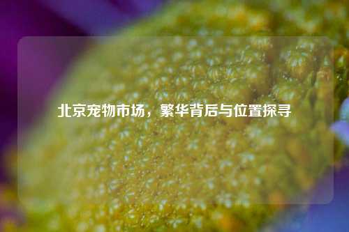 北京宠物市场，繁华背后与位置探寻
