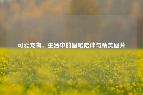 可爱宠物,生活中的温暖陪伴与精美图片
