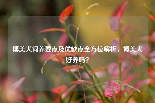 博美犬饲养要点及优缺点全方位解析，博美犬好养吗？