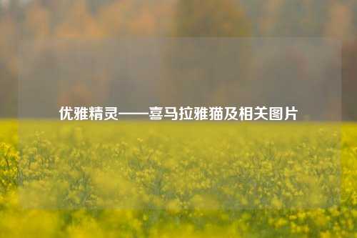 优雅精灵——喜马拉雅猫及相关图片