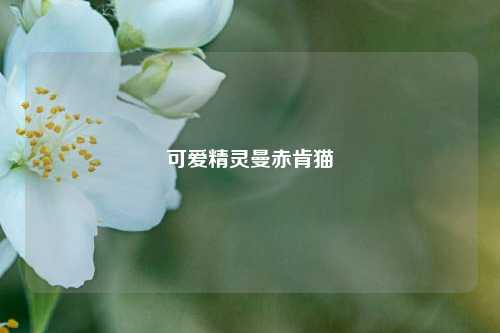 可爱精灵曼赤肯猫