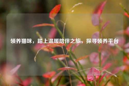 领养猫咪,踏上温暖陪伴之旅,探寻领养平台