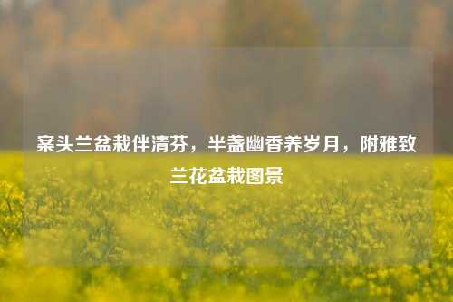 案头兰盆栽伴清芬，半盏幽香养岁月，附雅致兰花盆栽图景